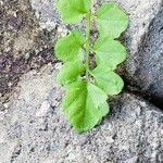 Cardamine flexuosa 葉