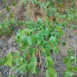 Vitis rupestris Leaf