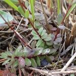 Linum catharticum Habit