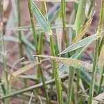 Aegilops triuncialis 葉