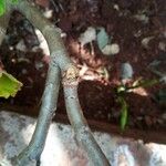 Pelargonium zonale Escorça