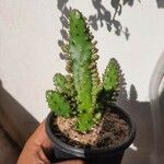 Opuntia monacantha 葉