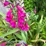 Gladiolus × byzantinus Blomst