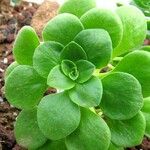 Aeonium goochiae Hoja