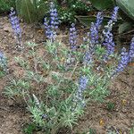 Lupinus meionanthus ᱛᱟᱦᱮᱸ