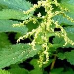 Urtica dioica Fruit