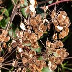 Thapsia garganica Fruit