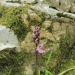 Orchis spitzelii Квітка