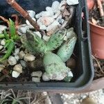 Adromischus cooperi Leaf