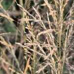 Eragrostis cylindriflora