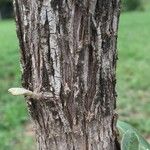 Tarchonanthus camphoratus Bark