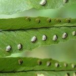 Nephrolepis undulata Blatt