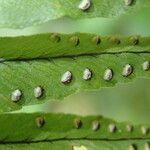 Nephrolepis undulata Feuille