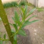 Salix purpurea Листок