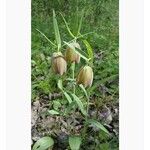 Fritillaria pontica花