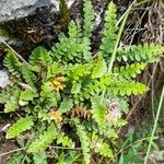 Asplenium ceterach Hábito