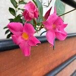 Mandevilla boliviensis Flower