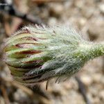 Malacothrix californica Flower