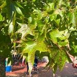 Liquidambar styraciflua Blatt