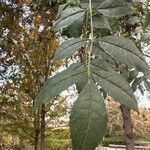 Fraxinus angustifoliaЛисток