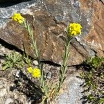 Fibigia clypeata Habit