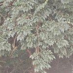 Celtis africana Folio