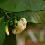 Picralima nitida Flor