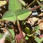 Trifolium pallescens 葉