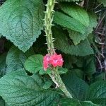 Stachytarpheta mutabilis Blüte