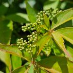 Parthenocissus inserta Floro