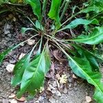 Limonium carolinianum Plante entière