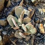 Opuntia basilaris 葉