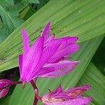 Bletilla striata Кветка