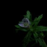 Limnophila sessiliflora Alkat (teljes növény)