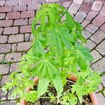 Cannabis sativa 整株植物