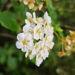 Spiraea chamaedryfolia Flower