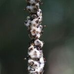Osodendron altissimum Bark