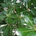 Pittosporum tobiraBlatt