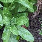 Calendula officinalis Leaf