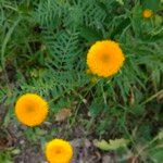 Leucanthemum virgatum 花