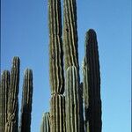 Pachycereus pringlei Meyve