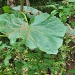 Paulownia tomentosaHoja