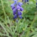 Muscari neglectumFlower