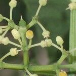 Cissus leemansii Other