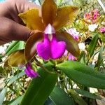 Cattleya bicolor Virág