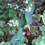 Euphorbia corollata Blad