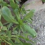 Grindelia integrifolia Habit