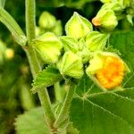 Sida cordifolia Flower