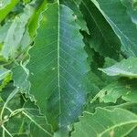 Quercus muehlenbergii Blatt