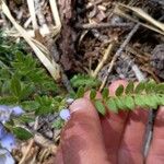 Polemonium pulcherrimum Ліст